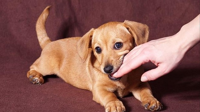 Mơ thấy chó cắn dự báo sắp xảy ra mâu thuẫn giữa bạn với người thân