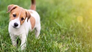 Ngủ mơ thấy chó muốn nói lên sự quyết tâm bản thân