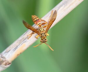 Con ong số mấy? Mơ thấy con ong là lành hay dữ?