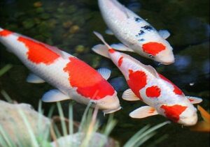 Nằm mơ thấy bắt cá là điềm gì