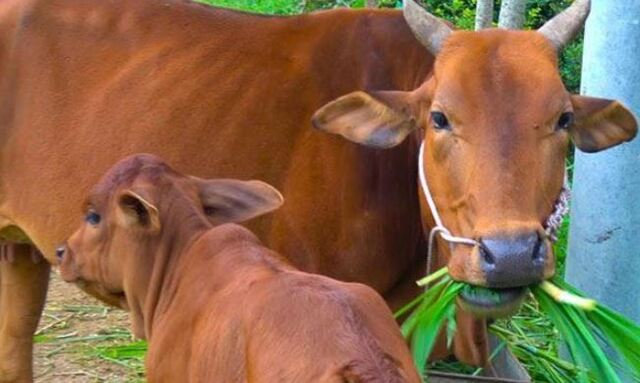 Giấc mơ về con bò có nhiều trường hợp ứng với nhiều ý nghĩa khác nhau Giấc mơ về con bò có nhiều trường hợp ứng với nhiều ý nghĩa khác nhau