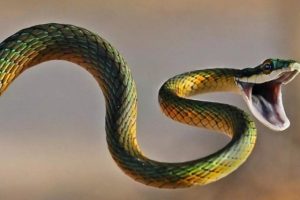 Rắn trong văn hóa người Việt có ý nghĩa gì?