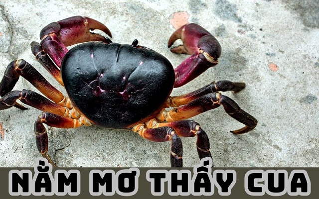 Giải mã giấc mơ thấy cua Giải mã giấc mơ thấy cua