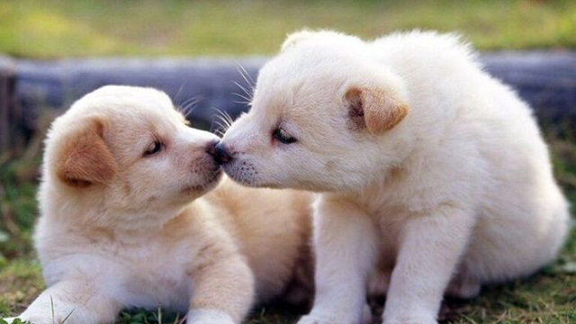 Ý nghĩa đằng sau việc bạn nằm mơ thấy chó con Ý nghĩa đằng sau việc bạn nằm mơ thấy chó con